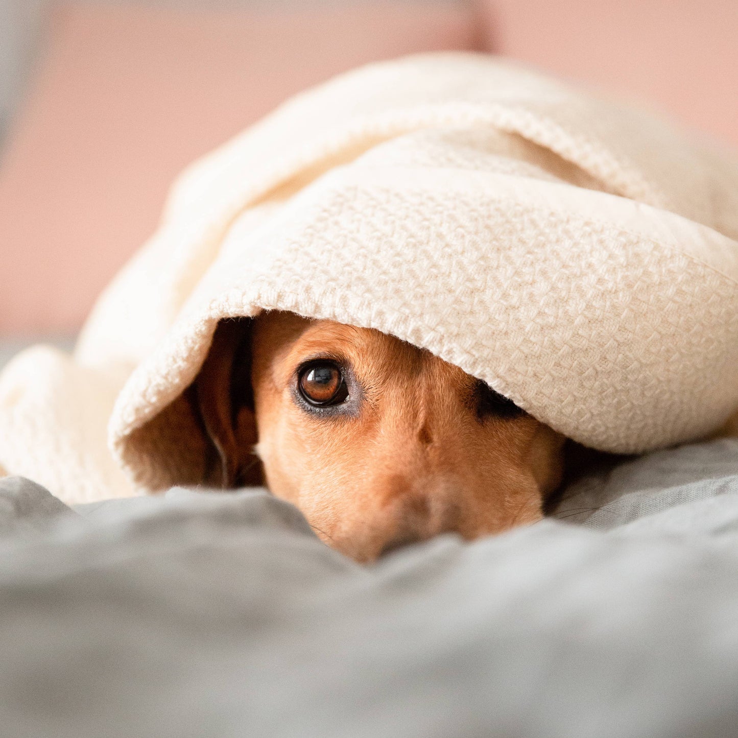 Organic-Cotton Dog Blanket - Mahogany